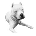 Dogo Argentino, Argentine Dogo, Argentine Mastiff dog digital art illustration isolated on white background. Argentina origin Royalty Free Stock Photo