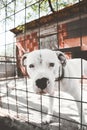 Dogo Argentino - Argentino Mastiff