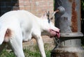Dogo Argentino Dog Drinking / Standpipe Royalty Free Stock Photo