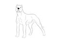 Dogo Argentino Dog. Vector outline stock illustration realistic lines silhouette for logo, print,tattoo, coloring book