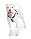 Dogo Argentino Dog Wearing Black Harness