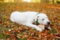 Dogo argentino lies and on grass in autumn park. Canine background Royalty Free Stock Photo