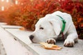 Dogo argentino lies on grass in autumn park near red leaves. Canine background Royalty Free Stock Photo