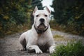 Dogo Argentino lies in grass in summer Royalty Free Stock Photo