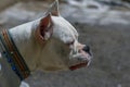 Dogo argentino lying on the ground in Turkey Royalty Free Stock Photo