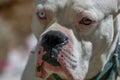 Dogo argentino lying on the ground in Turkey Royalty Free Stock Photo