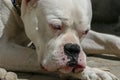 Dogo argentino lying on the ground in Turkey Royalty Free Stock Photo