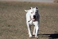 Dogo Argentino playing ears just cropped Royalty Free Stock Photo