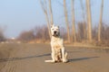 Dogo argentino Royalty Free Stock Photo