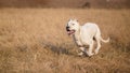 Dogo Argentino in run Royalty Free Stock Photo