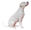 Dogo Argentino Royalty Free Stock Photo