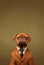 Dogo Bordeaux breed dog wearing a suit breed dog wearing a suit