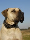 Dogo canario