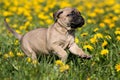 Dogo Canario puppy Royalty Free Stock Photo