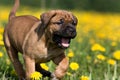 Dogo Canario puppy