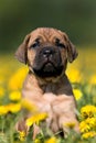 Dogo Canario puppy