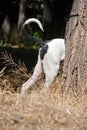 Dogo hid behind a tree, tail peeps