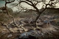 Dogon village, Dogon land, Tireli, Mali, Africa Royalty Free Stock Photo