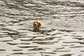 Dog playing catch in the water Royalty Free Stock Photo