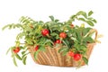 Dogrose in a basket