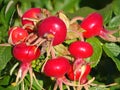 Dogrose berries