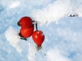 Dogrose berries in the snow Royalty Free Stock Photo