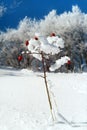 Dogrose berry branch covered with snow scenery landscape Royalty Free Stock Photo
