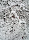 Dogrose bush with berries on branches covered with snow Royalty Free Stock Photo