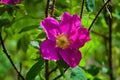 Dogrose flowers on a blurred background. Branches of flowering rose hips on a background of blurred greenery Royalty Free Stock Photo