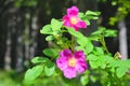 Dogrose flowers on a blurred background. Branches of flowering rose hips on a background of blurred greenery Royalty Free Stock Photo