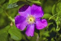 Dogrose flowers on a blurred background. Branches of flowering rose hips on a background of blurred greenery Royalty Free Stock Photo