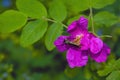 Dogrose flowers on a blurred background. Branches of flowering rose hips on a background of blurred greenery Royalty Free Stock Photo