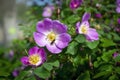 Dogrose flowers on a blurred background. Branches of flowering rose hips on a background of blurred greenery Royalty Free Stock Photo