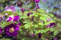 Dogrose flowers on a blurred background. Branches of flowering rose hips on a background of blurred greenery Royalty Free Stock Photo