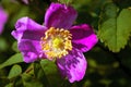 Dogrose flowers on a blurred background. Branches of flowering rose hips on a background of blurred greenery Royalty Free Stock Photo