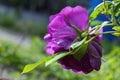 Dogrose flowers on a blurred background. Branches of flowering rose hips on a background of blurred greenery Royalty Free Stock Photo