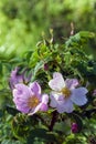 Dogrose flowers on a blurred background. Branches of flowering rose hips on a background of blurred greenery Royalty Free Stock Photo