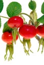 Dogrose fruits Royalty Free Stock Photo