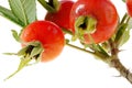 Dogrose fruits Royalty Free Stock Photo