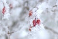 Dogrose in hoarfrost Royalty Free Stock Photo