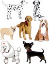 Dogs Royalty Free Stock Photo