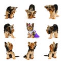 Dogs Royalty Free Stock Photo