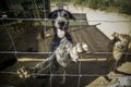 Abandoned and caged dogs Royalty Free Stock Photo