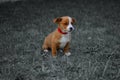 Dog, pet, animal, puppy, terrier, cute, jack russell terrier, beagle, canine, grass, white, brown, jack, russell, jack russell, br