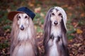 Dogs, Afghan hounds as teenagers, rappers.