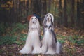 Dogs, Afghan hounds as teenagers, rappers.
