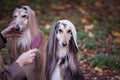 Dogs, Afghan hounds as teenagers, rappers.