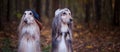 Dogs, Afghan hounds as teenagers, rappers. Royalty Free Stock Photo