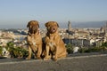 Dogs against Florence city view Royalty Free Stock Photo