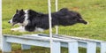 Dogs in an Agility Competition Royalty Free Stock Photo